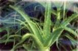 Aloe Vera Extract(Jesslie@Snowlotusbiotech.Com)